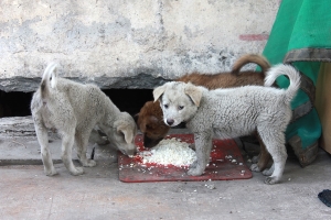 Thrown to the Dogs