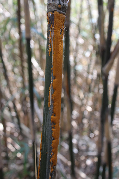 タケ赤衣病菌