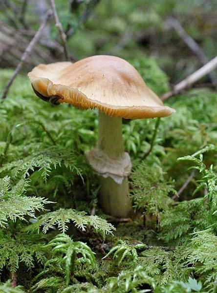 きのこ索引シイタケ　Lentinula edodesシイノトモシビタケ　Mycena lux-coeliシカタケ　Datronia mollisシダレハナビタケ　Deflexula fascicularisシックイタケ　Antrodiella gypseaシハイタケシバフウラベニタケ　Entoloma pulchellumシバフタケ（広義）Marasmius oreadesシモコシ　Tricholoma auratumシモフリシメジ　Tricholoma portentosum　シャグマアミガサタケ　Giromitra esuculentaショウゲンジ　Rozites caperataショウロ属の一種　Rhizopogon sp.シラウオタケ（キリタケ）Multiclavula mucidaシラガニセホウライタケ Crinipellis canescensシロアシホウライタケGymnopus albipesシロアンズタケ　Gomphus pallidusシロイボカサタケ　Entoloma murraiiシロウツボホコリ　Arcyria cinereaシロオニタケ　Amanita virgineoidesシロオニタケモドキ？　Amanita cf. hongoiシロカイメンタケ　Piptoporus soloniensis　シロカノシタ　Hydnum repandum var.albumシロキクラゲ　Tremella fuciformisシロキツネノサカズキ　Microstoma floccosumシロクモノコタケ 　Arachnion albumシロコップタケ　Cookeina insititiaシロススホコリ　Fuligo septica var. candidaシロスズメノワン　Humaria hemisphaericaシロソウメンタケ　Clavaria vermicularis