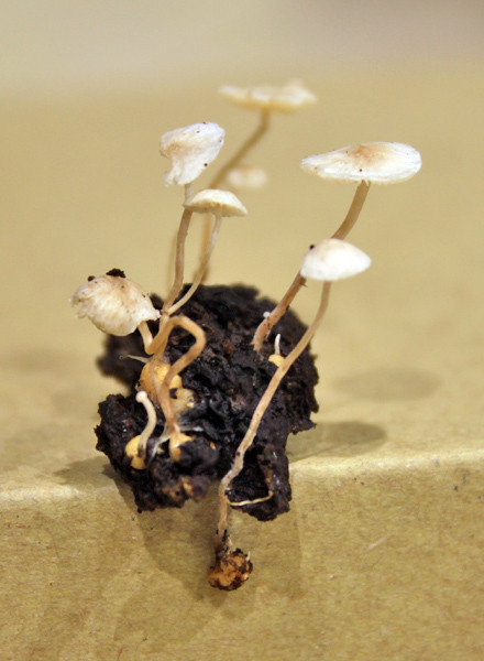 ☆タ行（タ）のきのこ - 和田匠平の楽しいきのこワールド！