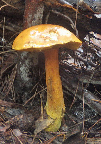 きのこ索引コアカミゴケCladonia macilentaコイヌノエフデJansia borneensisコイムラサキアセタケInocybe leptodermaコウジタケBoletus fraternusコウタケSarcodon aspratusコウボウフデPseudotulostoma japonicumコウモリタケ（広義）Albatrellus dispansusコガネカブカワキタケ（仮）Panus sp．コガネキヌカラカサタケLeucocoprinius birnbaumiiコガネテングタケコガネニカワタケ（広義）Tremella mesentericaコガネホウキタケ？コガネムシタケOphiocordyceps raveneliiコガネムシタンポタケElaphocordyceps neovolkianaコガネヤマドリコキララタケコケイロサラタケChlorencoelia versiformisコゲイロカイガラタケGloeophyllum abietinumコゲイロサカズキホウライタケMicromphale pacificumコゲチャクサカレハタケ（コナエカレバタケ？）Gymnopus impudicusコシロオニタケAmanita castanopsidisコチャダイゴケNidula niveo-tomentosaコツチグリコテングタケコテングタケモドキ(広義）コトヒラシロテングタケ