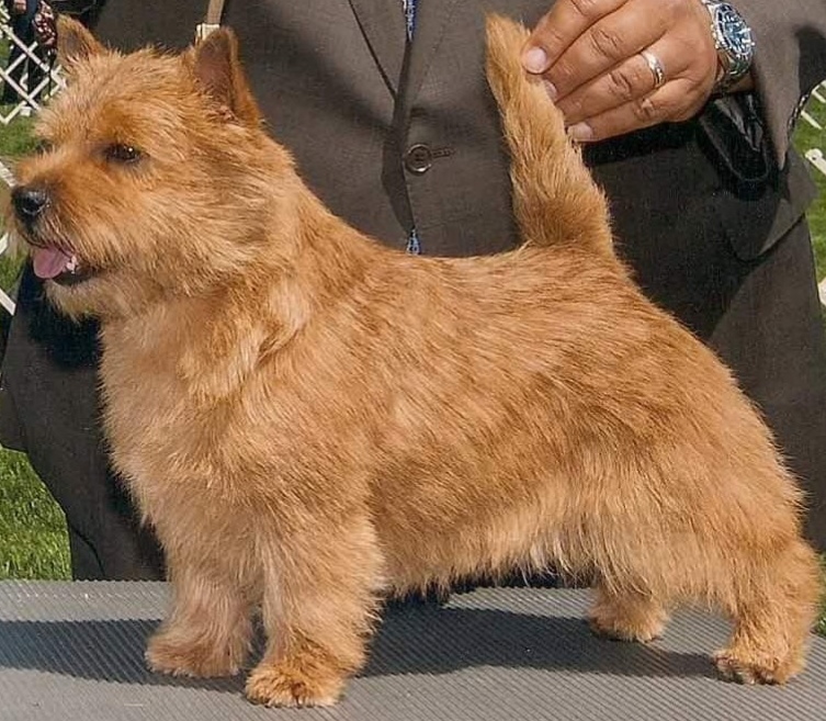 (c) Norwich-terrier.at