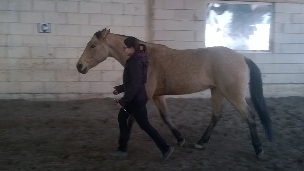 Impressionen - Zwischen Mensch und Pferd - Horsemanship