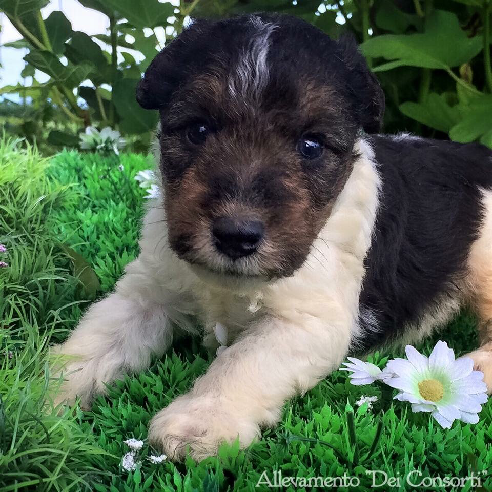 Fox Terrier wirehaired Allevamento Fox Terrier wirehaired Allevamento
