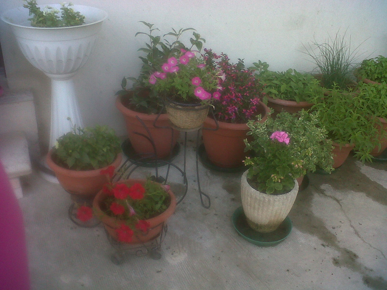 ...E I FIORI