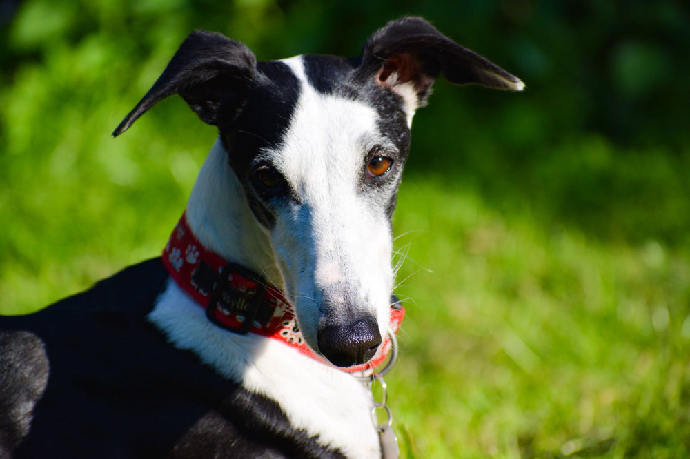 Hund einäschern, Tierbestattung in der Nähe, Haustier, Tier einäschern