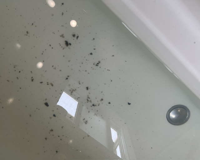 サクションポンプ作業で浴槽排水口にバイオフィルムが逆流した状態の写真