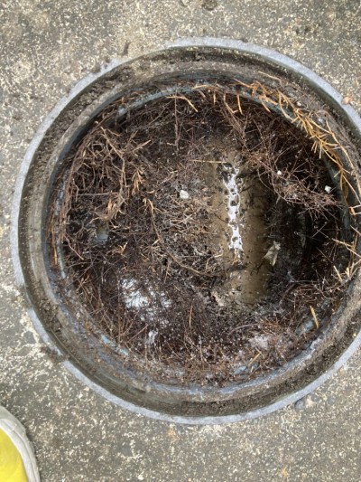 富山市｜排水の流れが悪い詰まりの原因に植栽の根が⁉