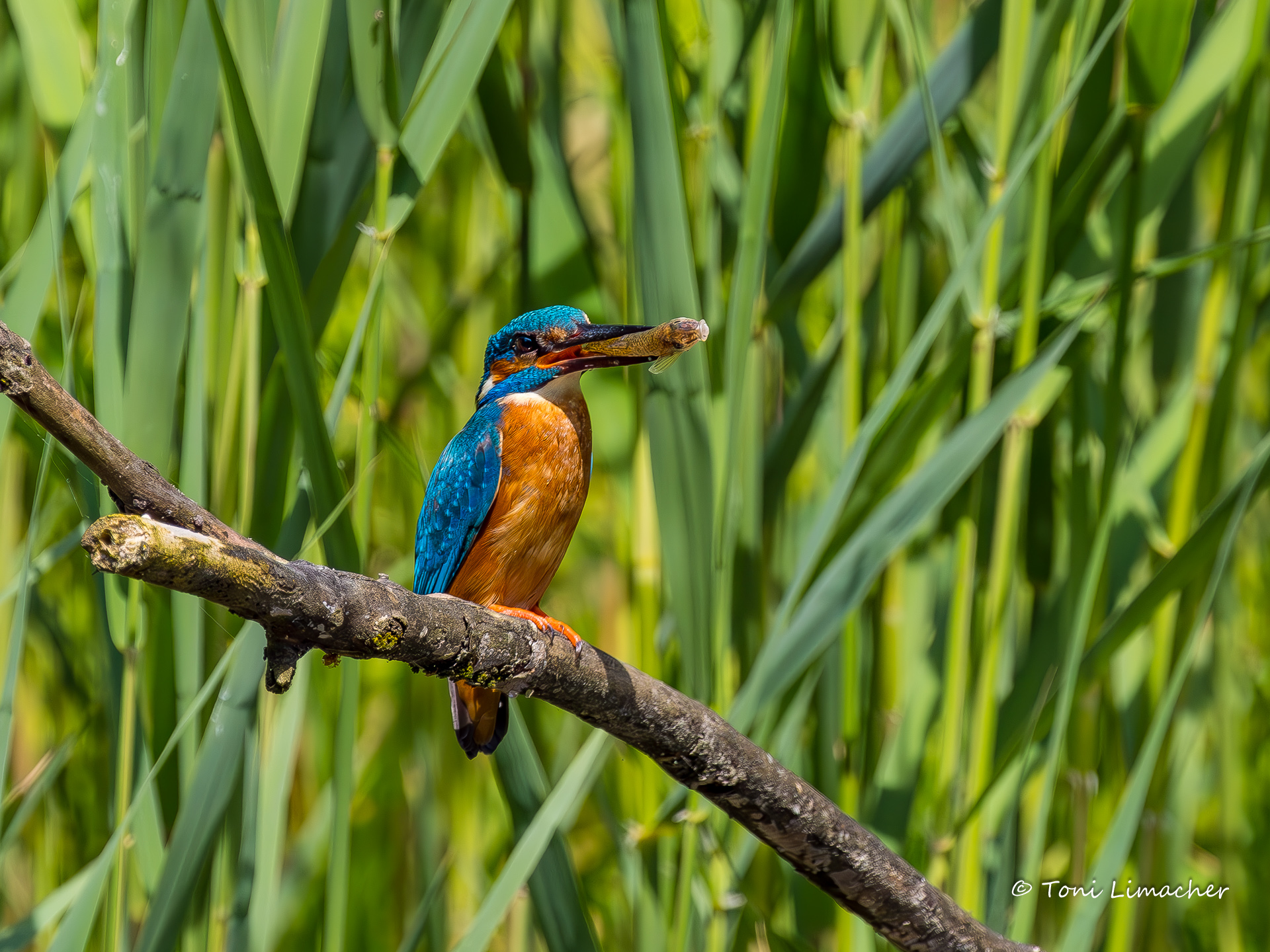 Eisvogel