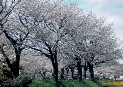 桜回廊（大牧小橋―浅間橋）