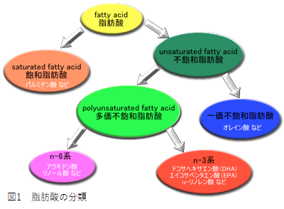 東北大学器官解剖学　研究