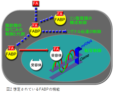 東北大学器官解剖学　研究