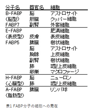 東北大学器官解剖学　研究