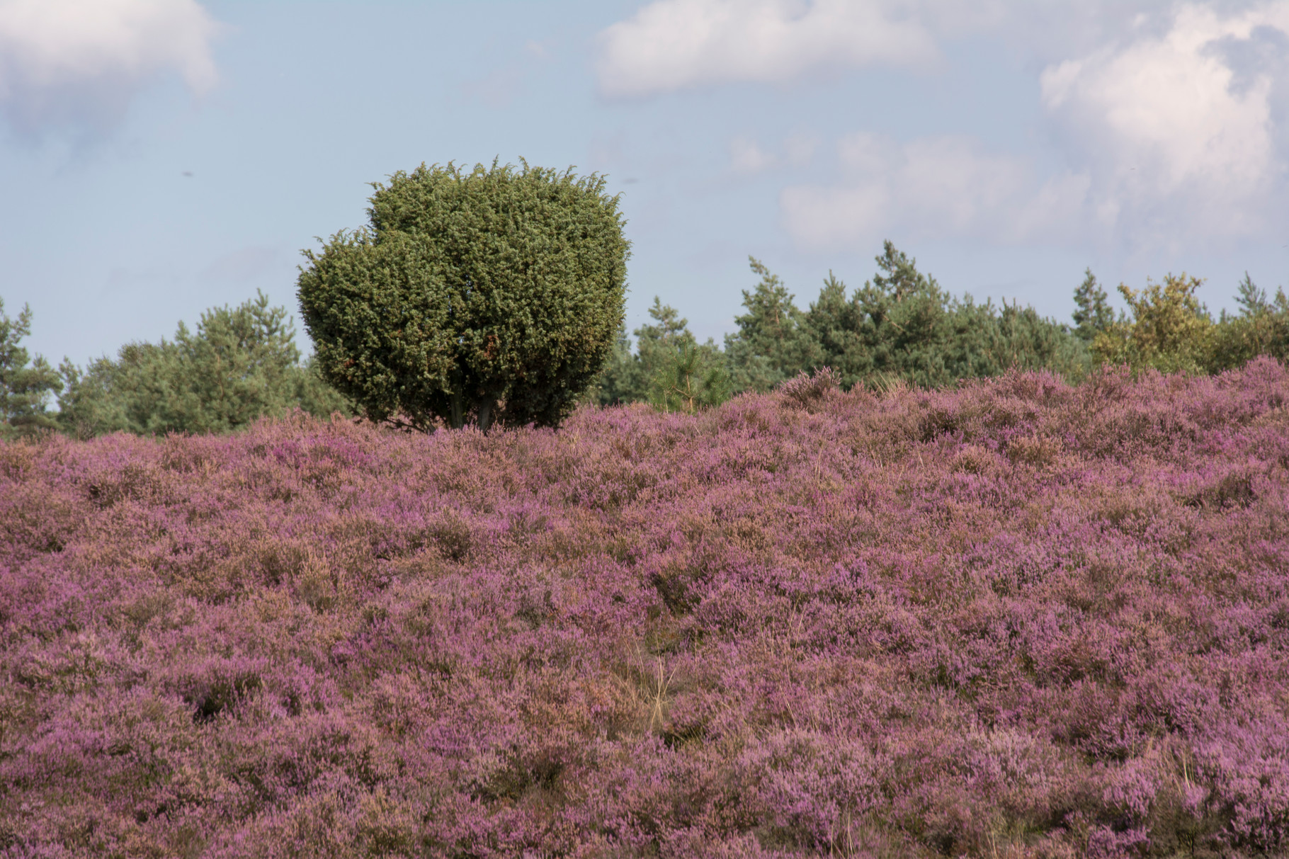 Lüneburger Heide