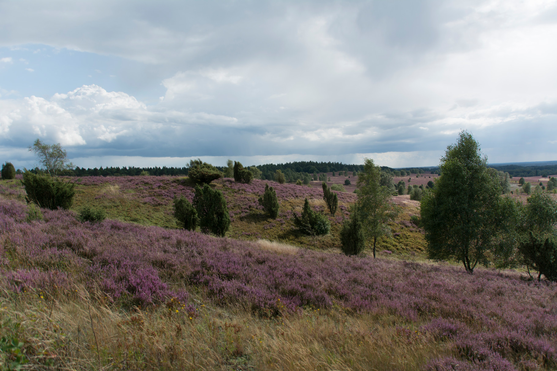 Lüneburger Heide