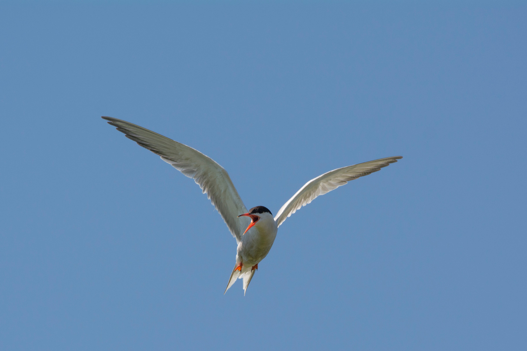 Küstenseeschwalbe im Flug