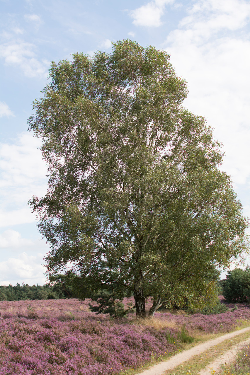 Lüneburger Heide