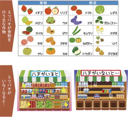 ミツバチが受粉を行う主な作物と、ミツバチがいなくなった状態