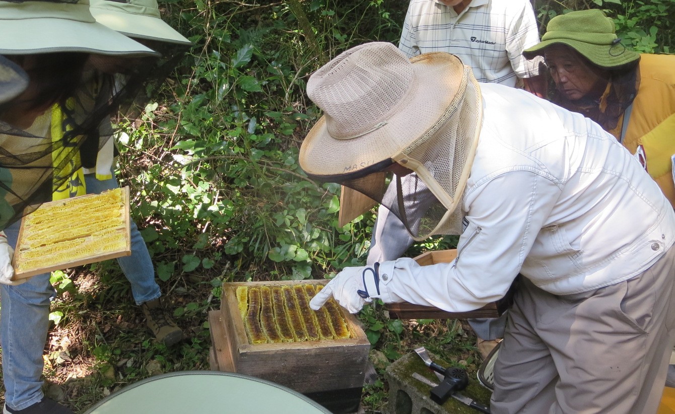 山田緑地でも採蜜がスタートしました！ - 日本みつばち工房