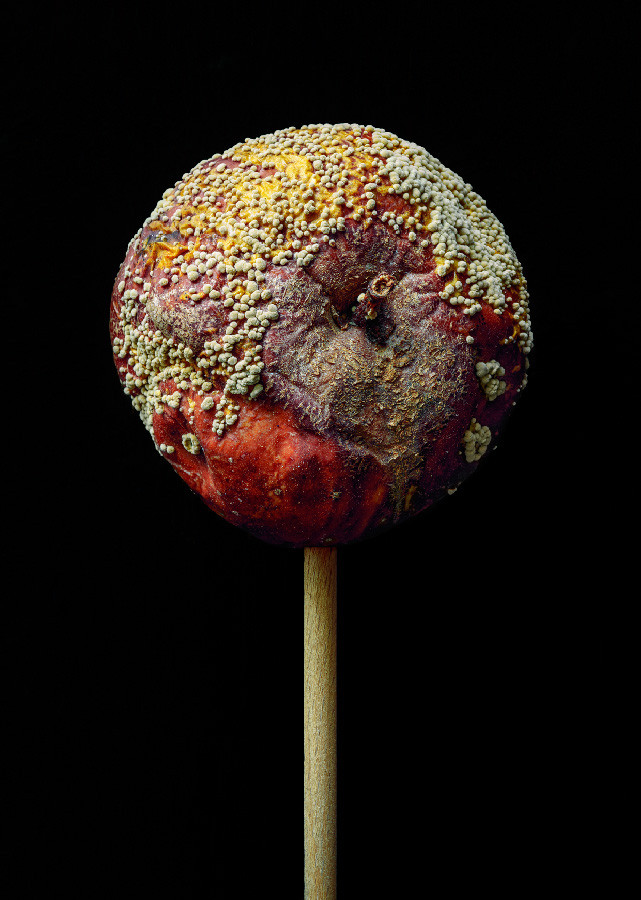 EDIBLE INEDIBLE JOSE LAIÑO PHOTOGRAPHY