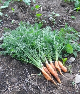 bio-zanahorias frescas en la mesa / frische Biokarrotten auf den Tisch