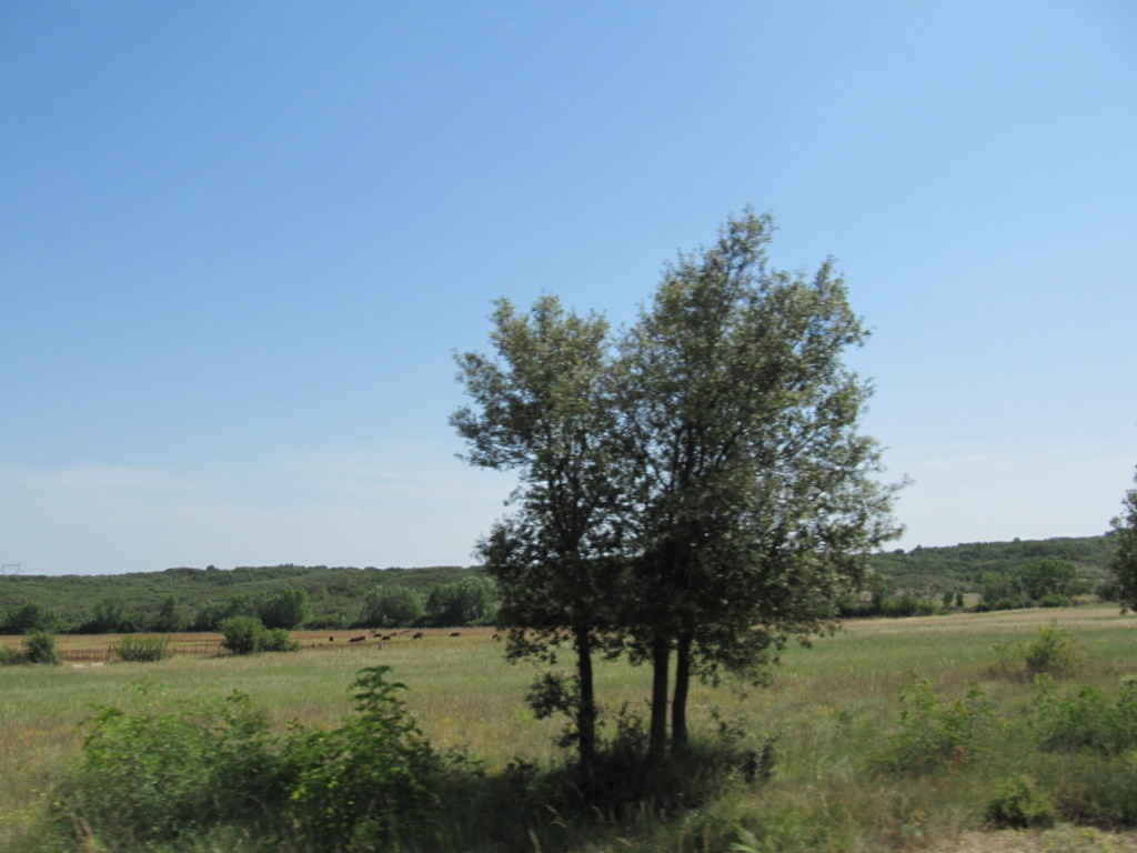 à travers la Camargue