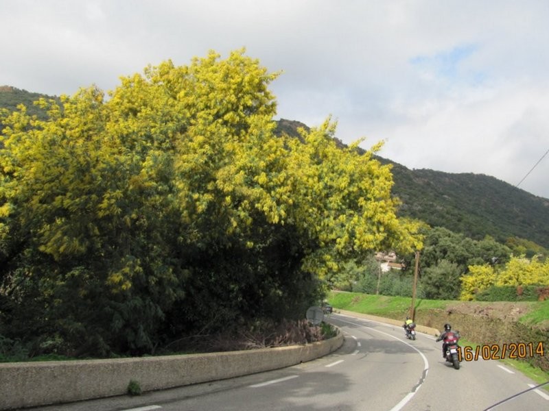 la route du mimosa