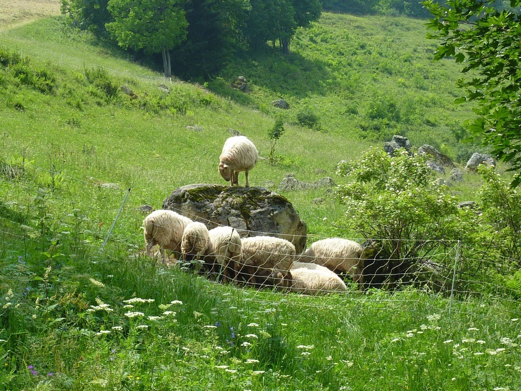 ... et ses moutons