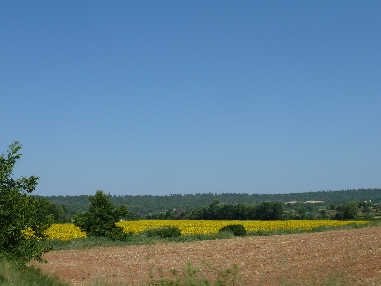 beau champ de tournesols