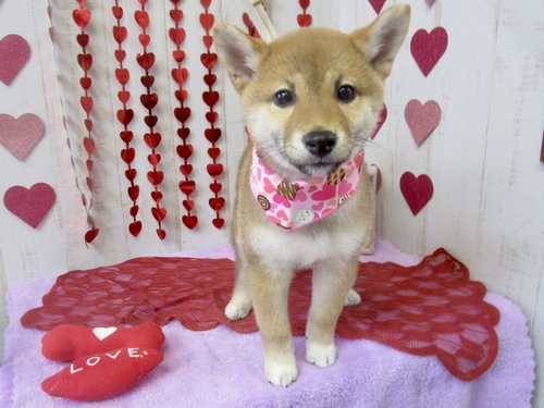 こころちゃん