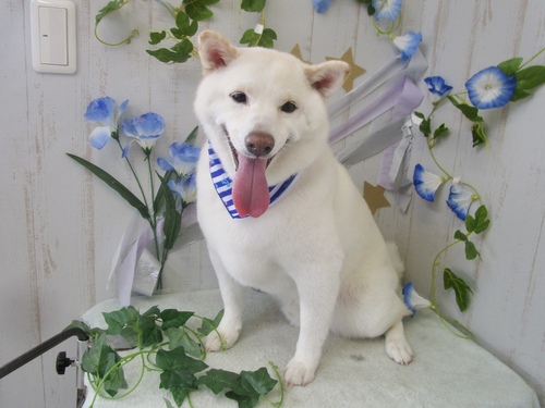 きなこくん