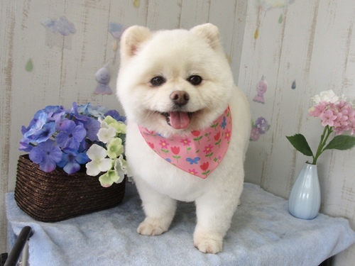 めいちゃん