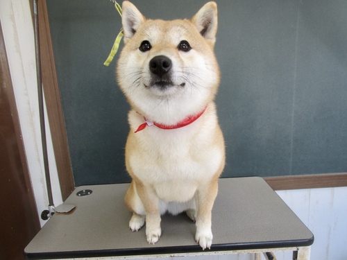 華ちゃん