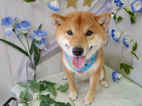 おからくん