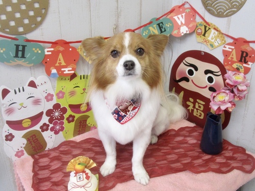てんくん
