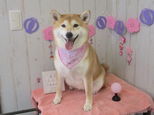 モモちゃん
