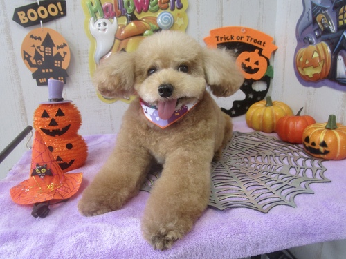 キキくん