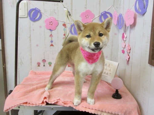 こころちゃん