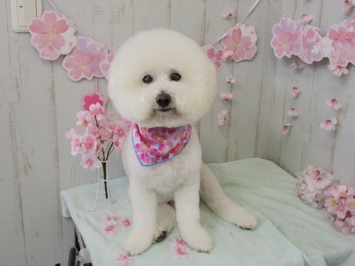 しし丸くん