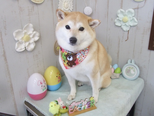 コウメちゃん