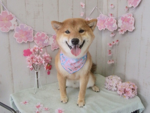 おからくん