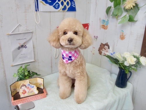 あんちゃん