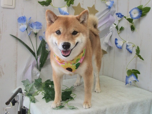 こむぎちゃん