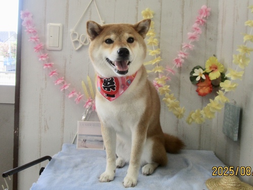 あぽちゃん