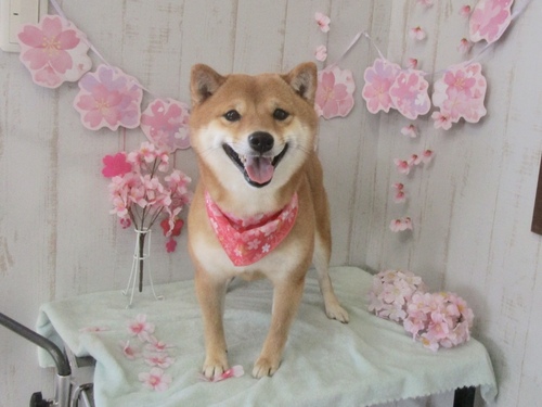 こむぎちゃん