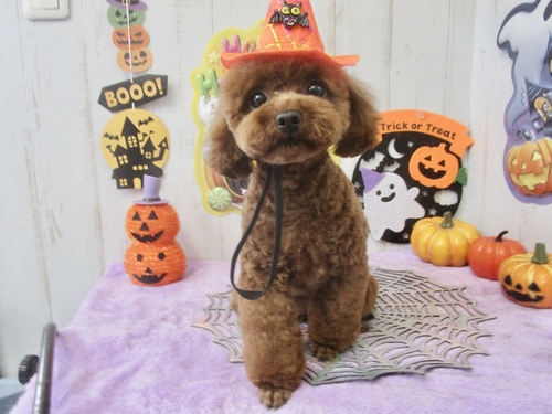 ベルちゃん