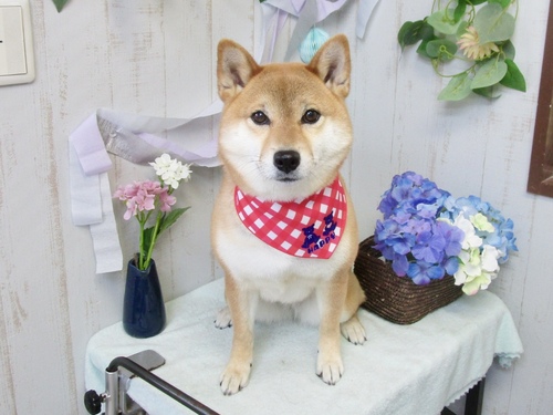 オムちゃん