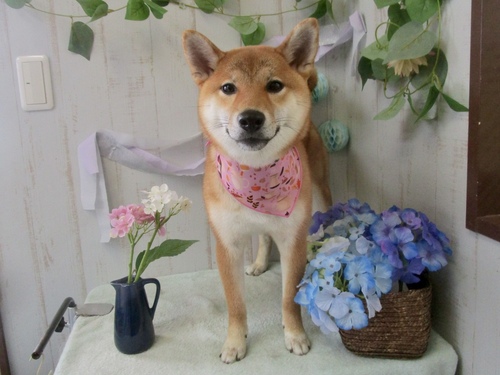 こころちゃん