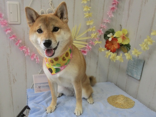 オムちゃん