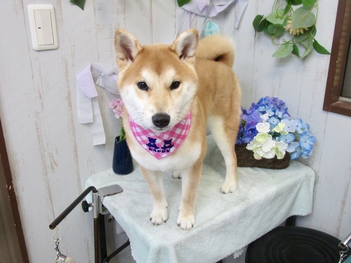 ぽんずちゃん